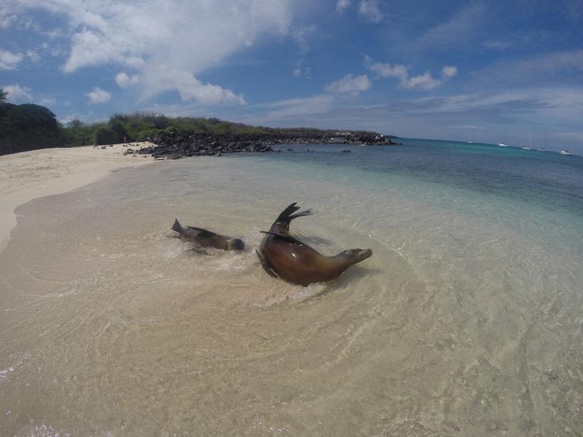 Sea lions playing in the beach waves in the Galapagos Islands, Ecuador.